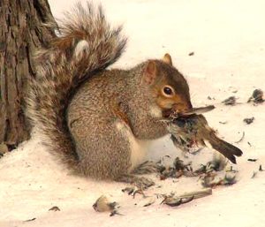 The Tow Academy Squirrel eating a bird