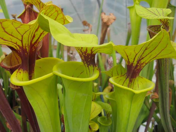 Should-you-be-a-contracted-Service-Provider-For-Insurance-Companies-Pitcher-Plant